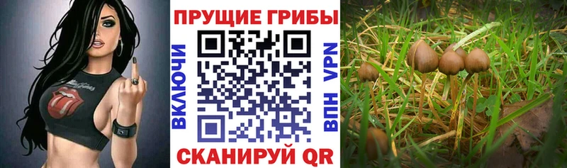 как найти   Богородск  Псилоцибиновые грибы ЛСД 